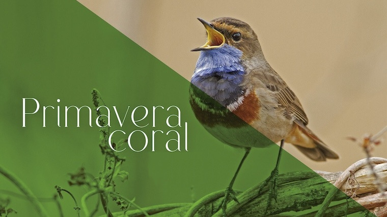 Imatge de la Primavera Coral: un ocell cantant sobre una branca i el text «Primavera coral».